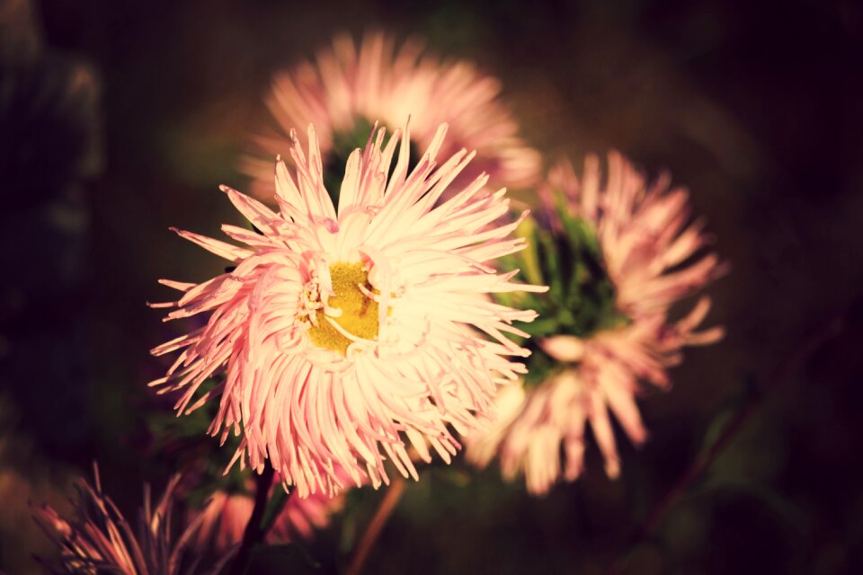 In the fall aster figure