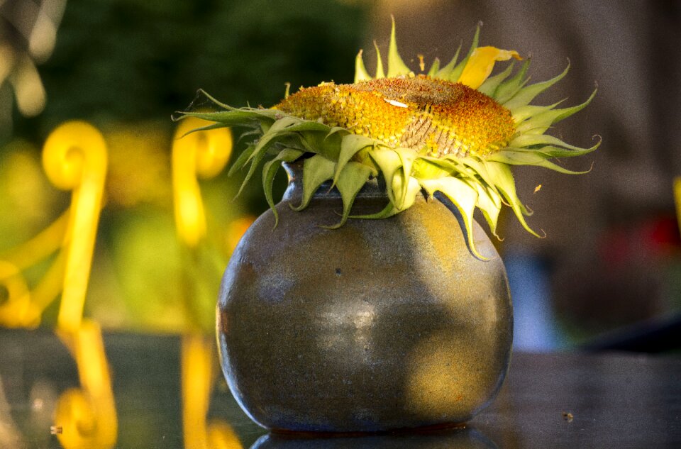 Yellow flower summer