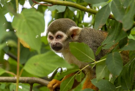 Mammal cute primate photo