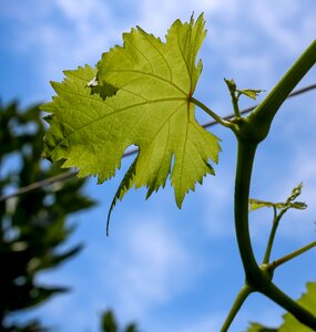 Wine vineyard agriculture