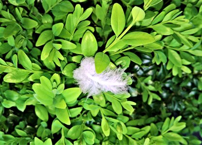 Evergreen beschnitten new leaves