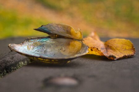 Leaf shell autumn
