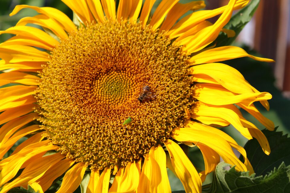 Climate nature village