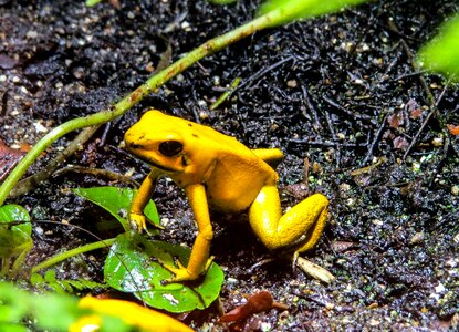 Amphibians poison frog jungle