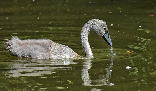 Bird cute nature photo