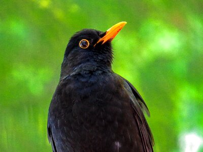Blackbird animal portrait bill photo