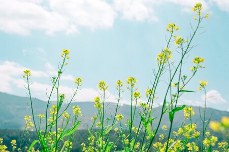 Bloom summer plant