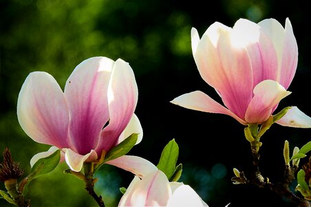 Nature petal magnolia photo