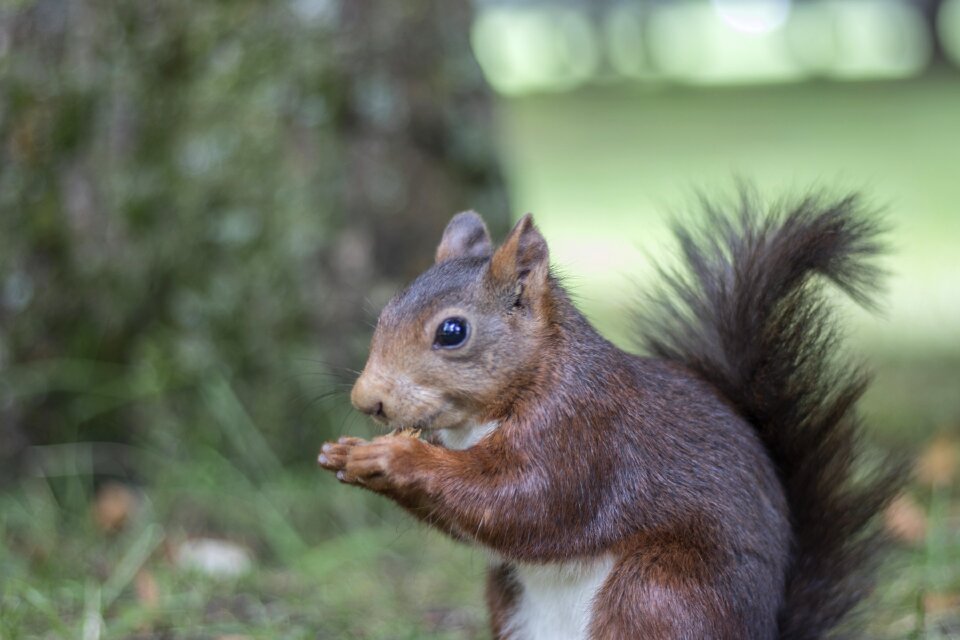Animals rodent nature