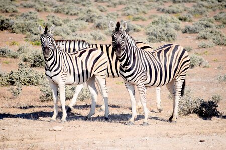 Namibia safaris wild