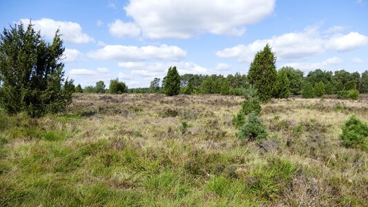 Heathland heather erika photo