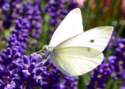 Wing flower lavender photo