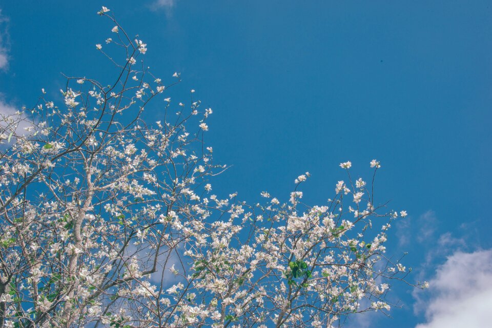 Bloom summer blossom