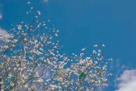 Bloom summer blossom