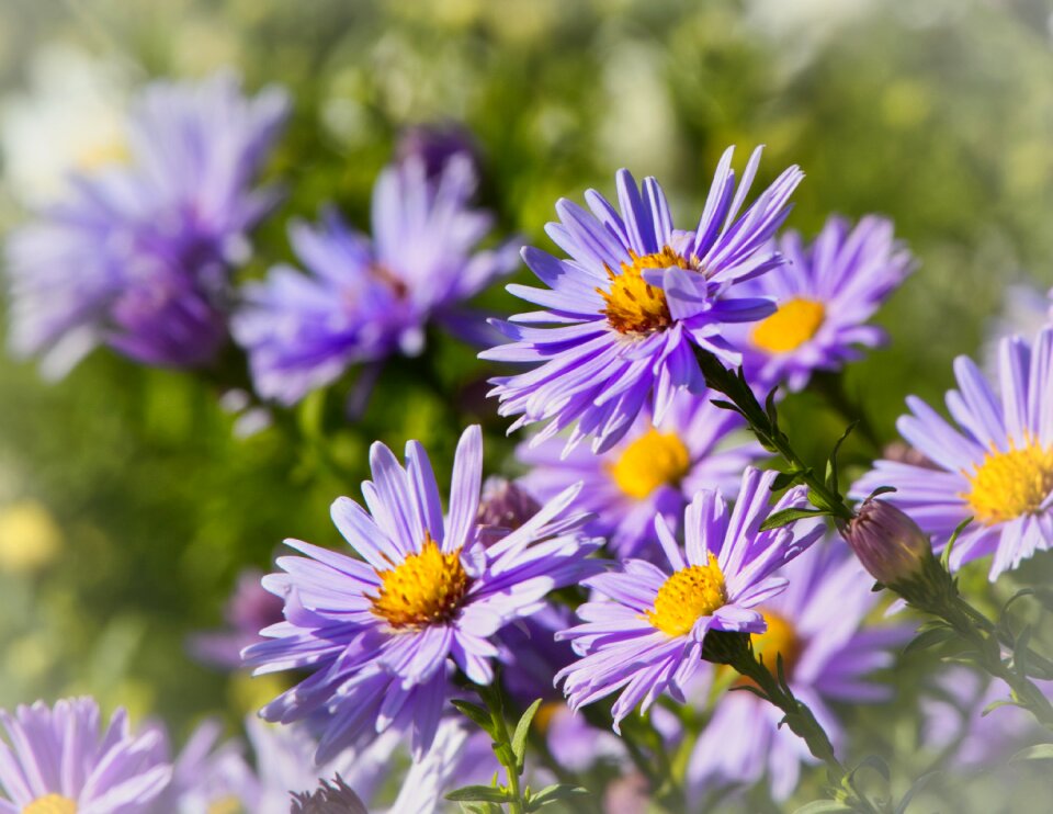 Flower composites herbstastern