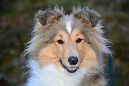 Bitch nayana dog portrait profile