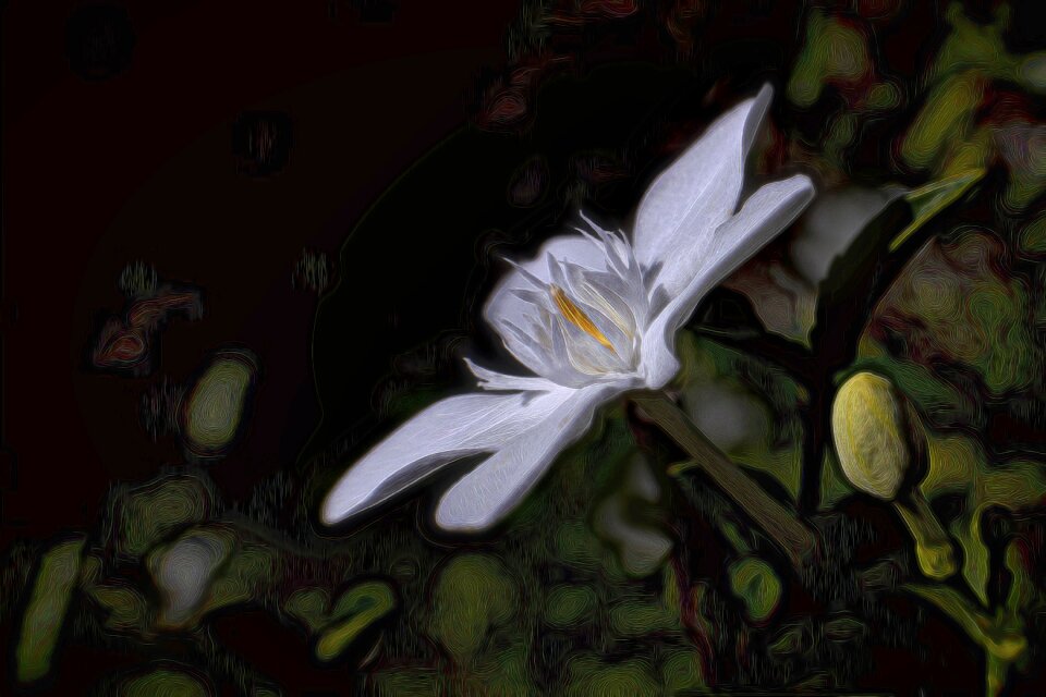 Nature plant blossom