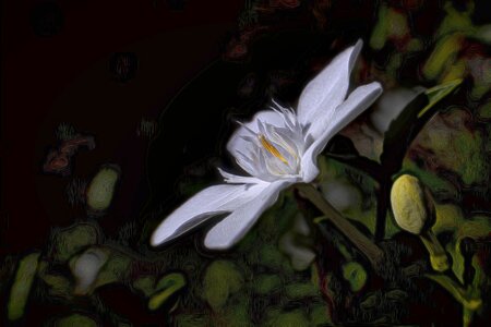Nature plant blossom