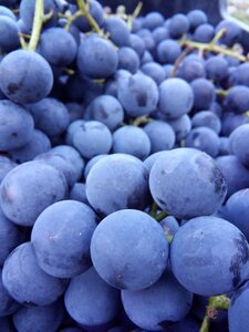 Wine grapes autumn