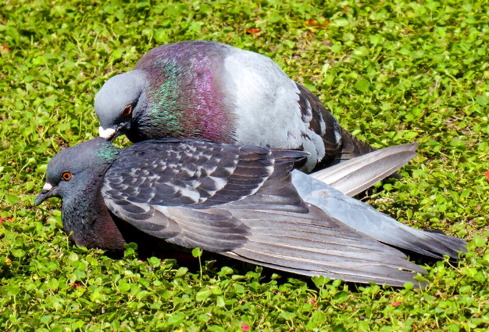 Dove pair cohesion