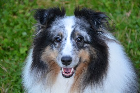Bitch mirage blue dog portrait profile