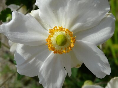 Petals nature summer