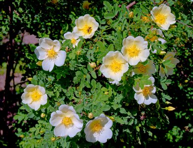 Shrub flowers green leaves photo