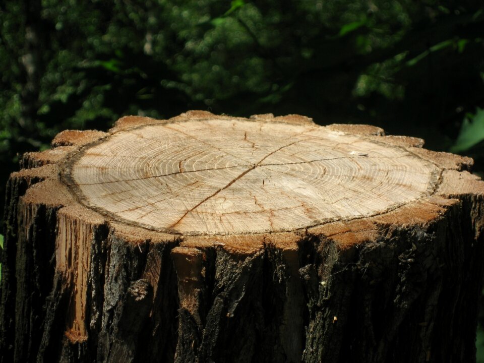 Tree bark wood tree