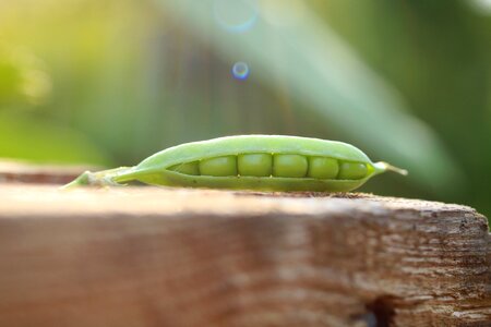 Vegetables green cultivation