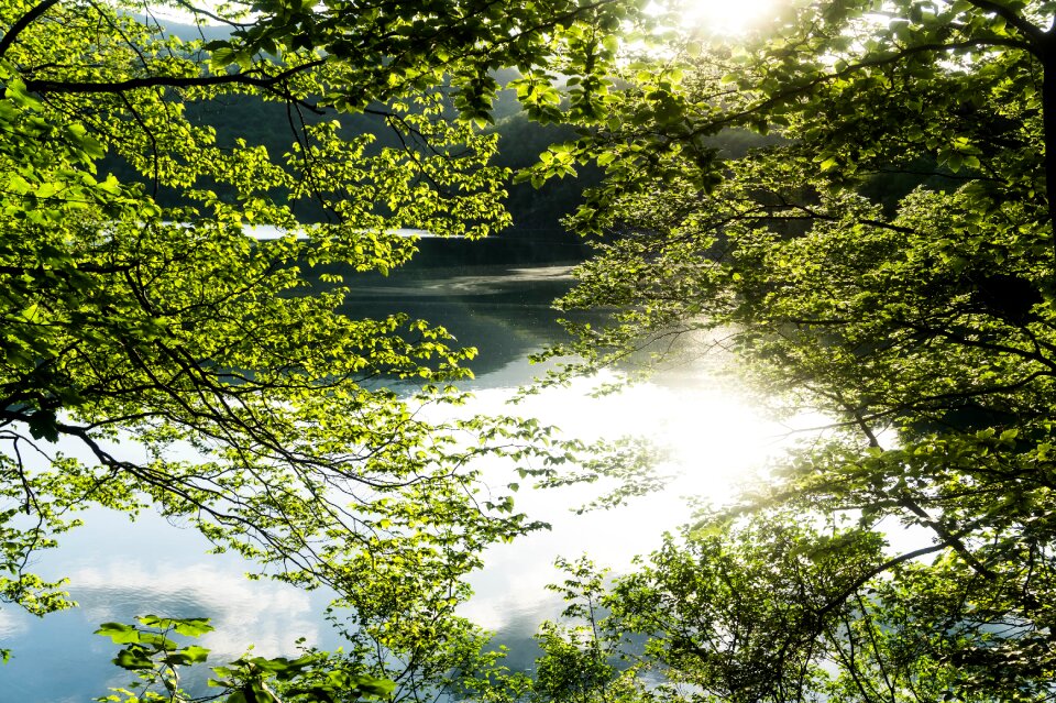Lake tree sunrise