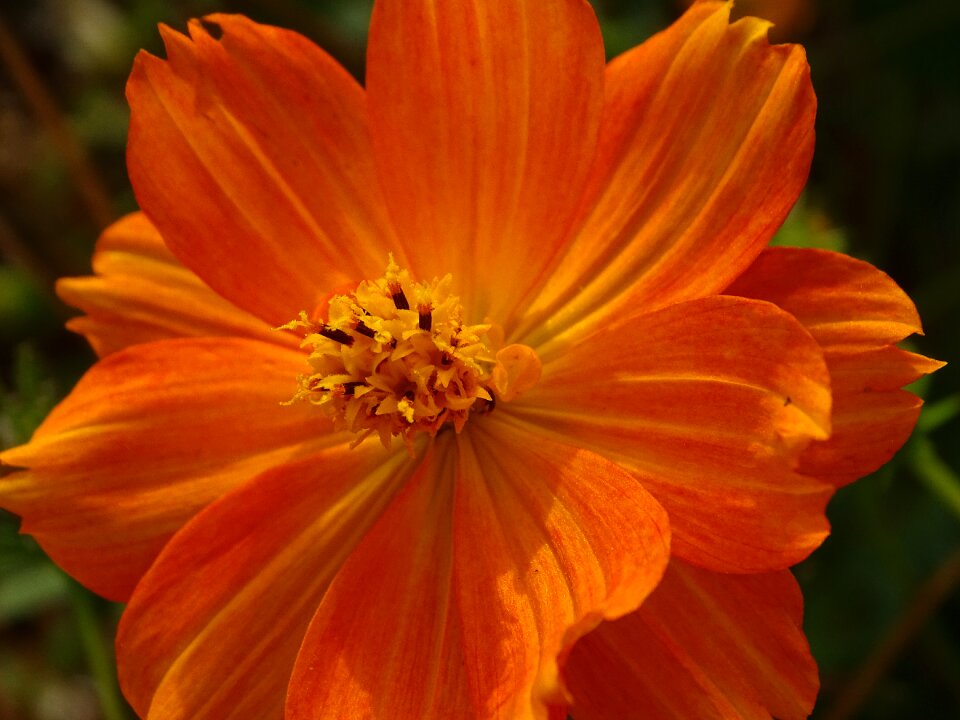 Nature summer plants