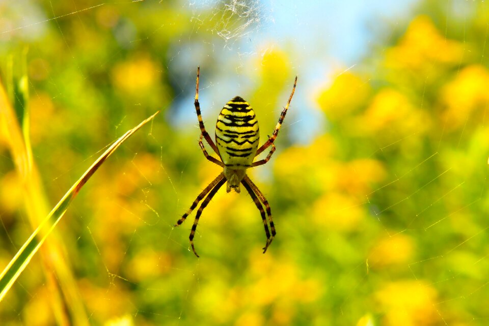 Spider's web animals invertebrates