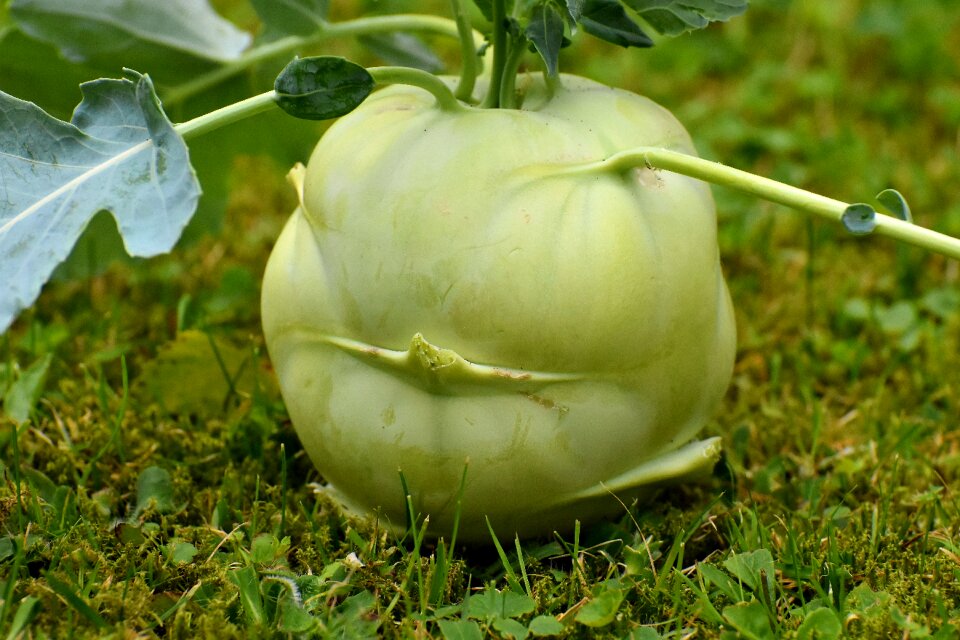 Vegetable plant garden fresh
