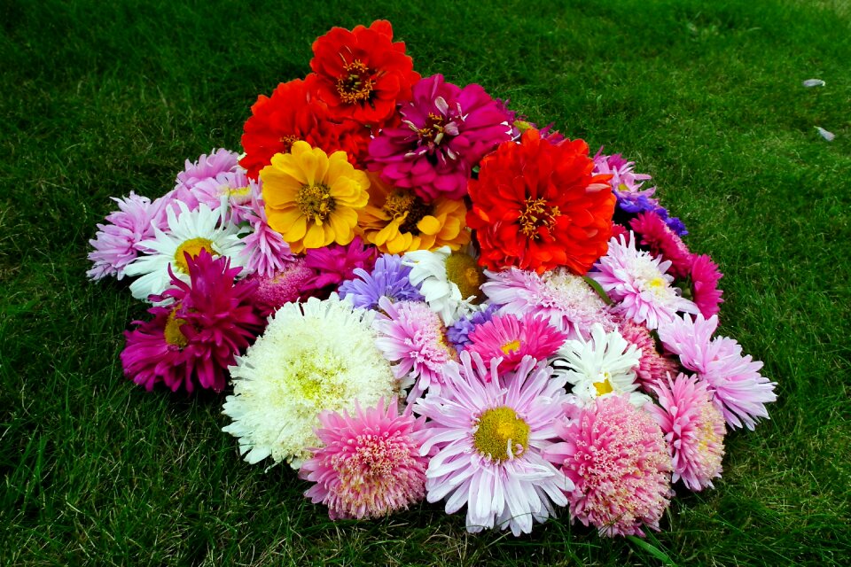 Colorful garden nature