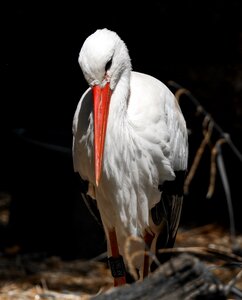 Animal portrait bill feather