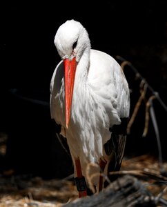 Animal portrait bill feather photo