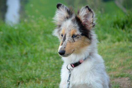 Shetland sheepdog blue eyes color blue merle photo