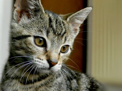 Pet portrait close up