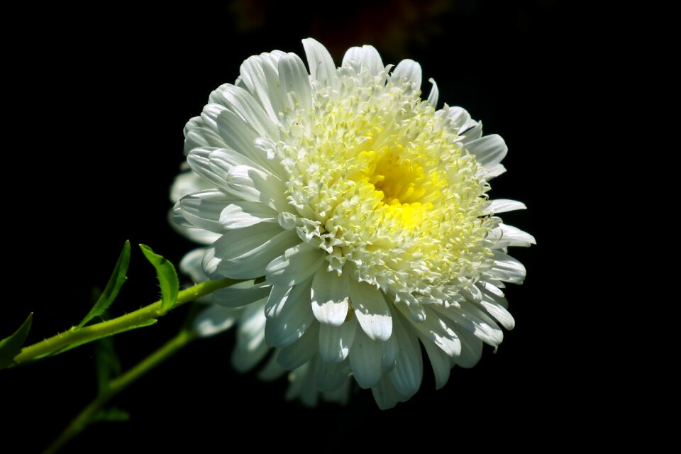 Garden macro summer