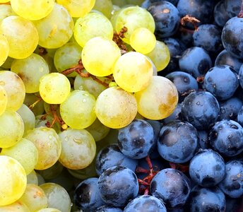 Harvest wine winegrowing