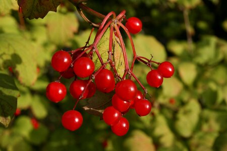 Red common snowball fruits photo