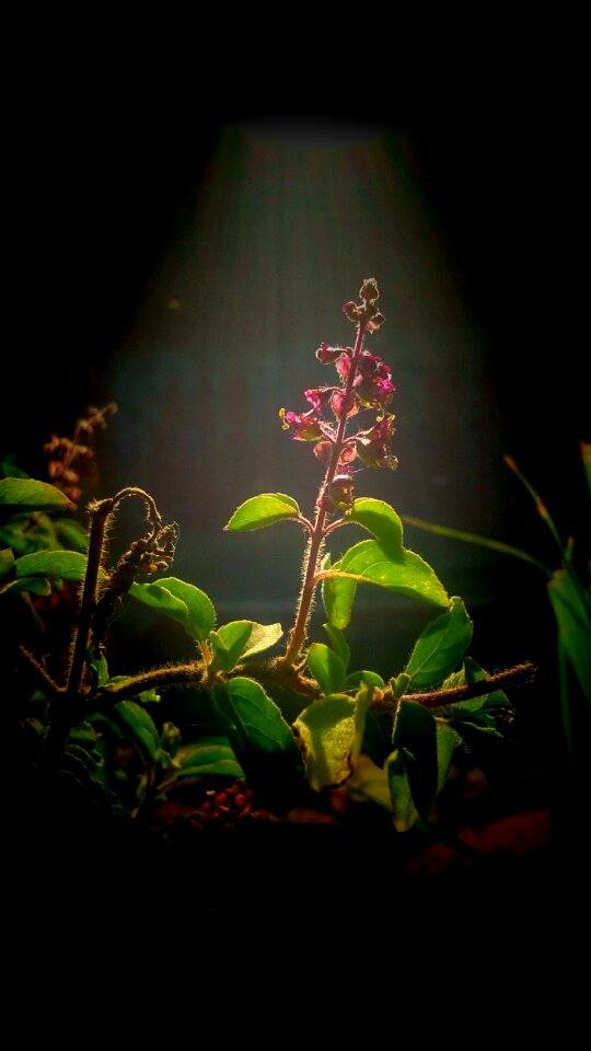 Nature garden tree