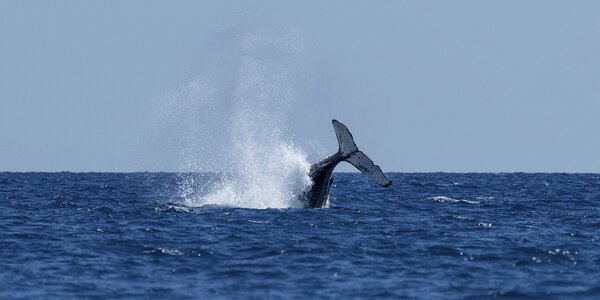 Ocean mammal wildlife photo