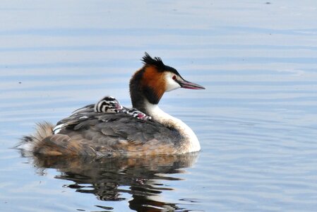 Waterfowl fledglings young photo