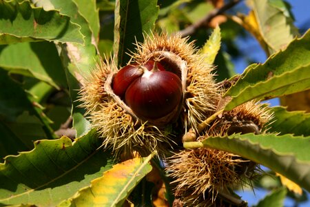 Prickly chestnut time fruit