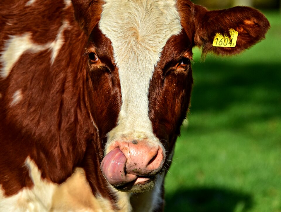 Mammal nose tongue photo