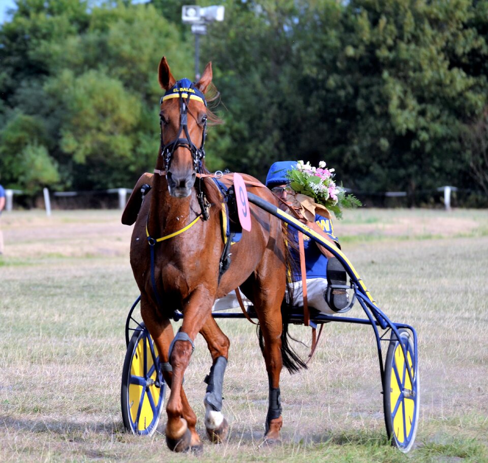 Jockey trot equestrian