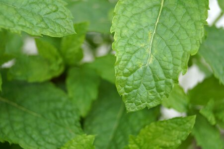 Aroma garden nature