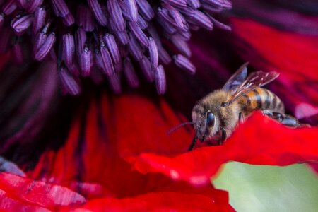 Nature honey feeding photo