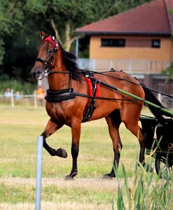 Jockey trot equestrian photo